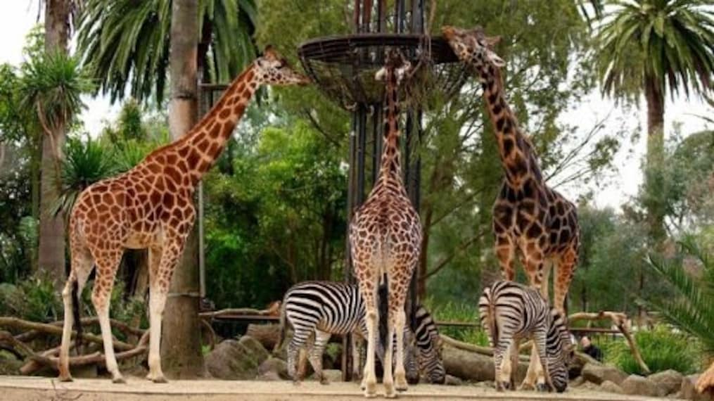 Melbourne Zoo-2